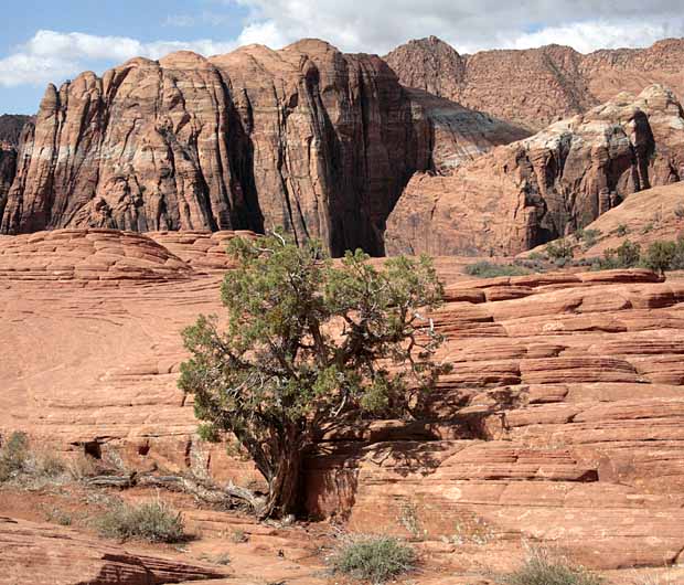 Petrified Dunes