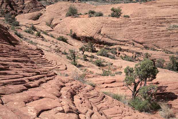Petrified Dunes