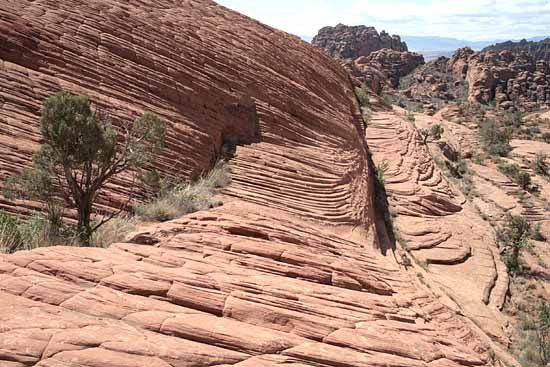 Petrified Dunes