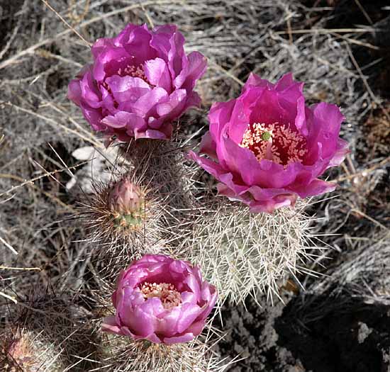 Hidden Pinyon Trail