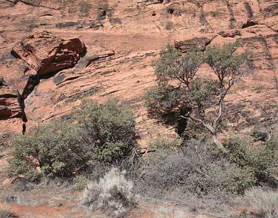 Hidden Pinyon Trail