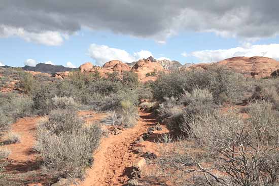 Hidden Pinyon Trail