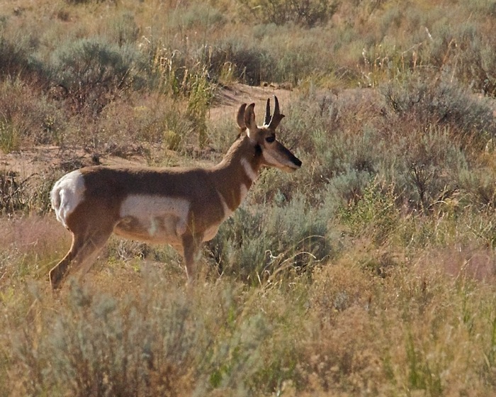 Horsehoe Canyon9