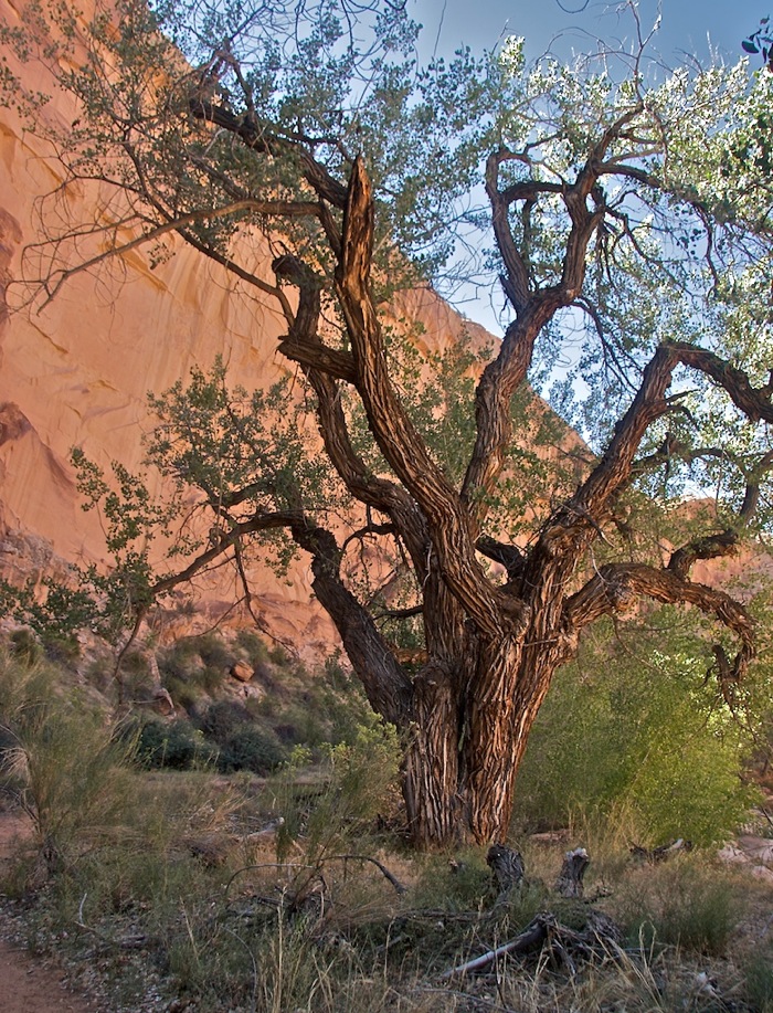 Horsehoe Canyon9