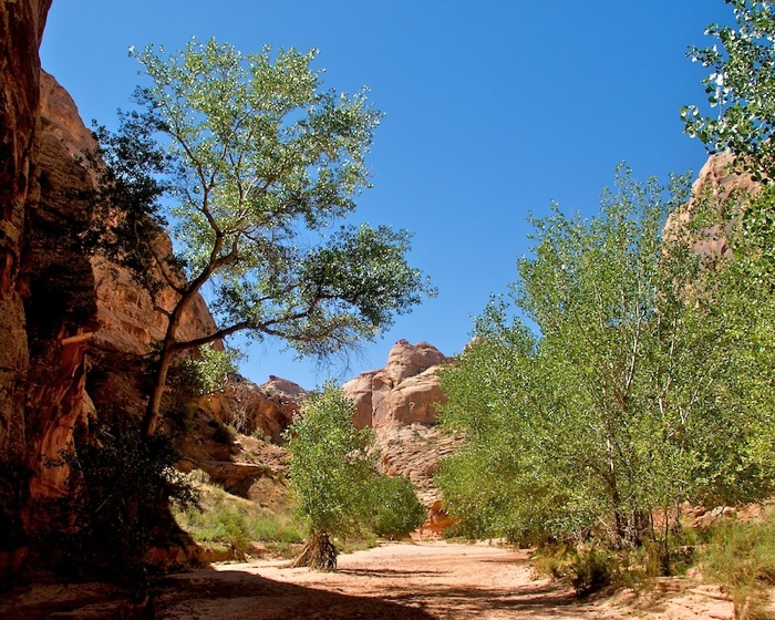 Horsehoe Canyon9