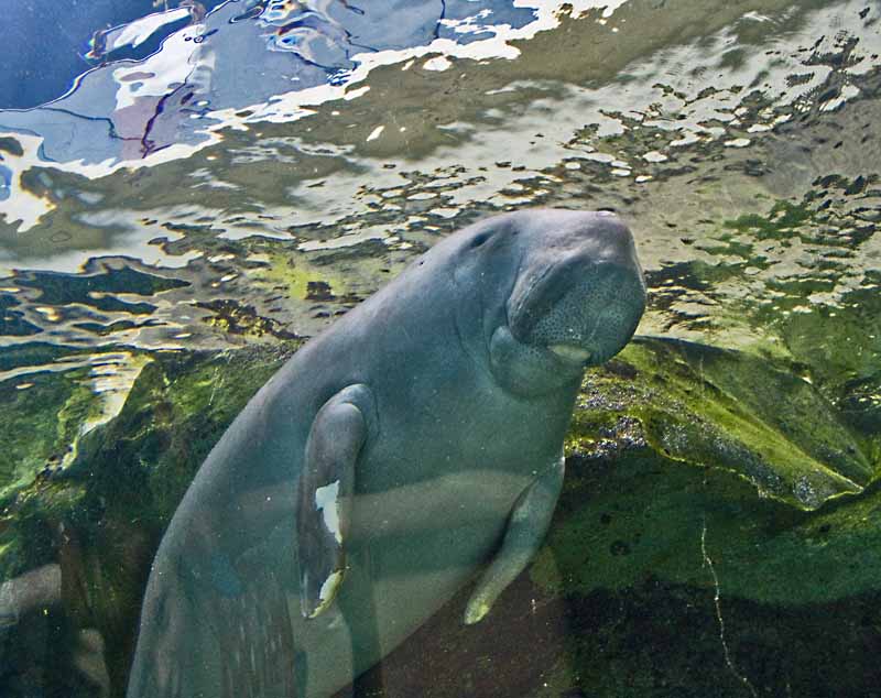 dugong