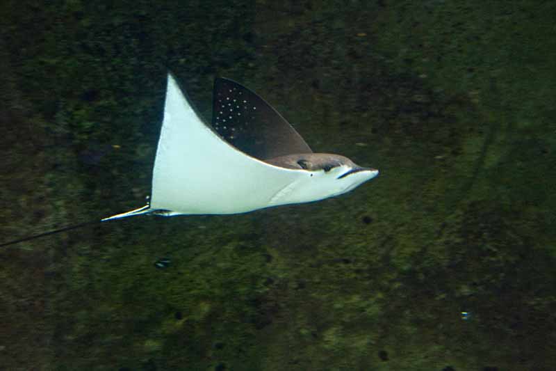 sting ray