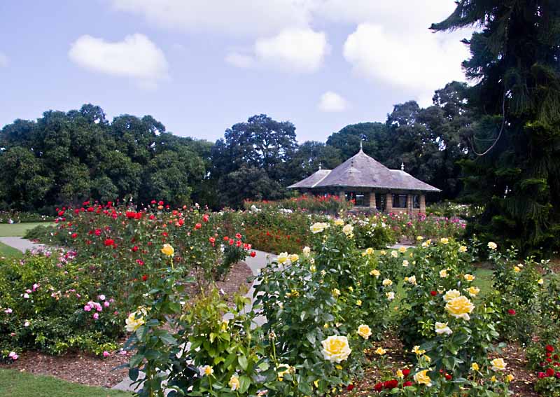 Sydney Botanical Garden