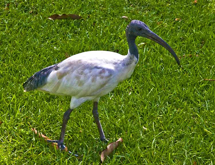 ibis