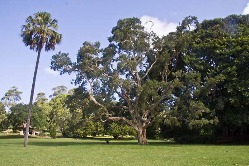 Sydney Botanical Garden