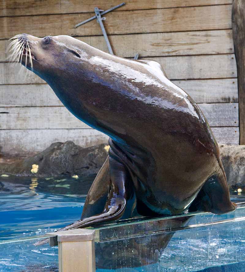 sea lion speakig with audience