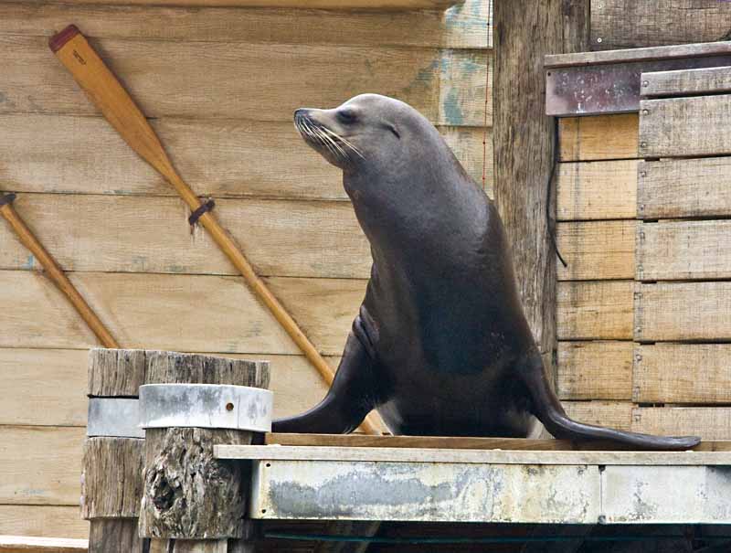 seal posing