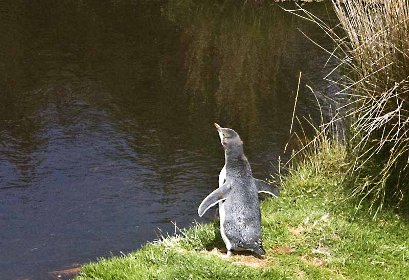 penquin