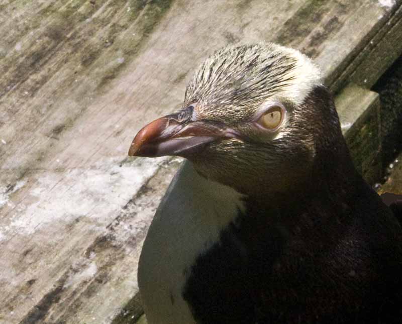 yellow eyed penguin