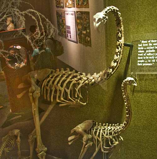 Moa skeleton