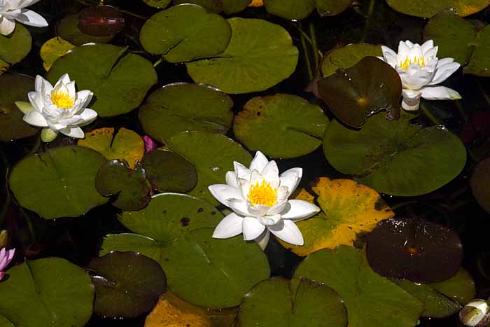 water lilies