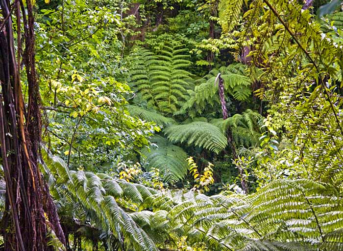 fern forest