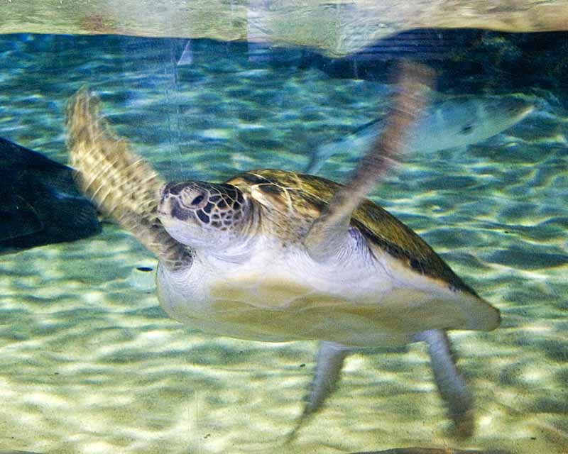 sea turtle