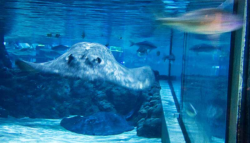 rays