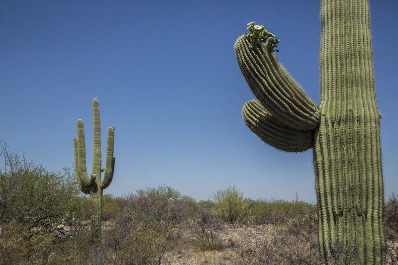 Saguaro Cactus, Tucson, Arizona