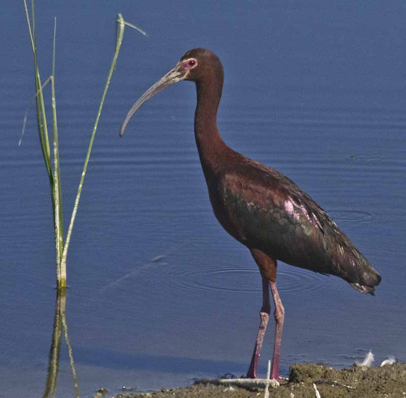 Ibis