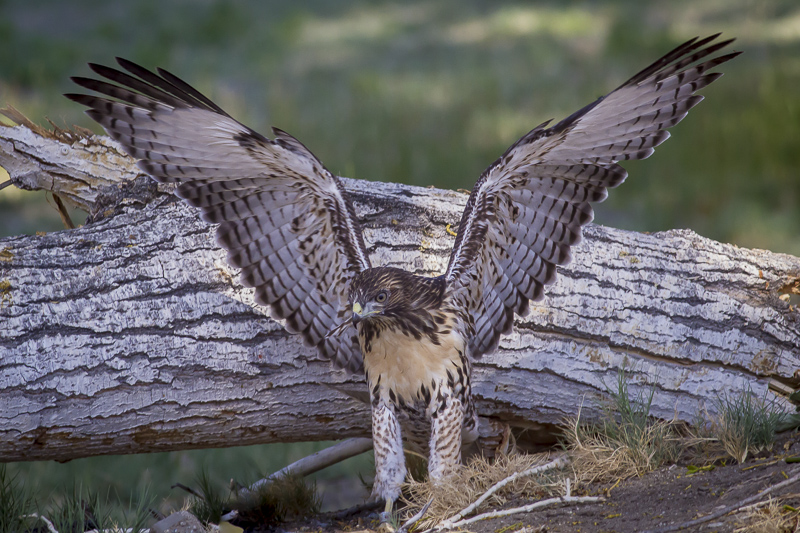 Red-tailed Hawk