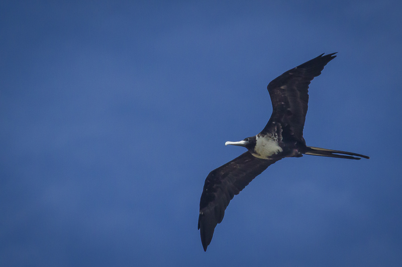 Magnificent Frigatebird