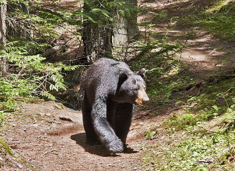 Black Bear in Glacier National Park