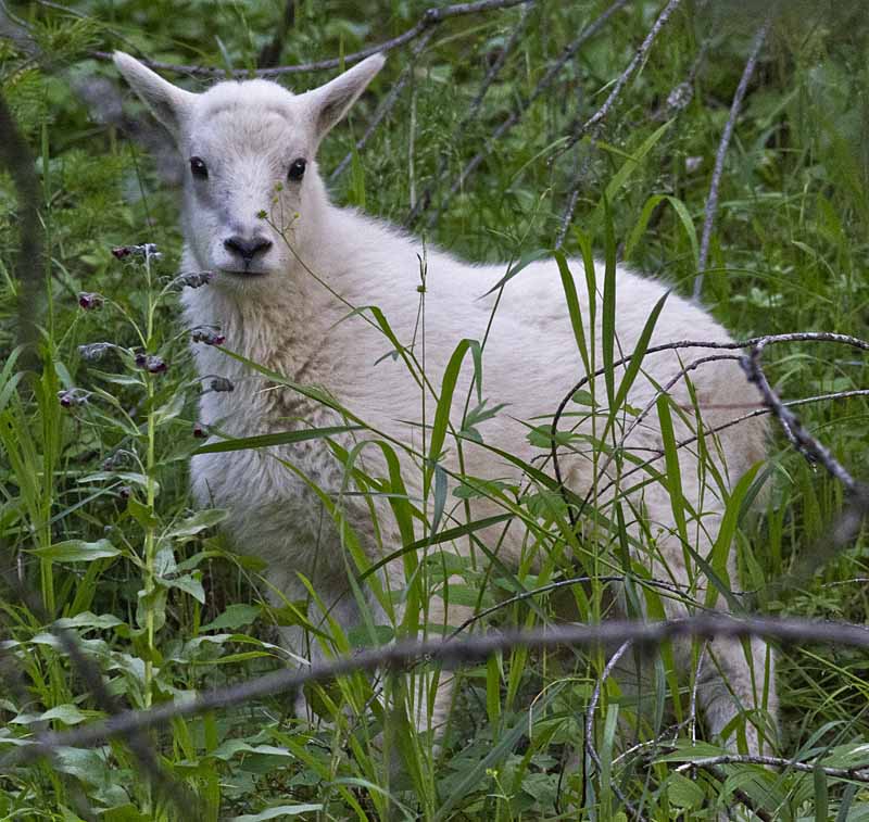 Mountain Goat Kid, Glacier National Park