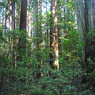 Redwoods in the Western United States