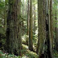 Redwoods in the Western United States