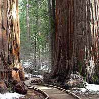 Redwoods in the Western United States