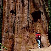 Redwoods in the Western United States