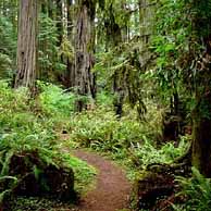Redwoods in the Western United States