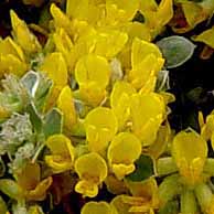 Wild Flowers in California