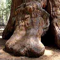 Redwoods in the Western United States