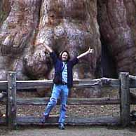 Redwoods in the Western United States