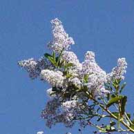 Wild Flowers in California