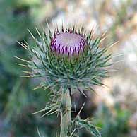 Wild Flowers in California