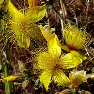 Wild Flowers in California