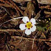 Wild Flowers in California