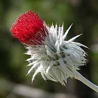 Wild Flowers in California