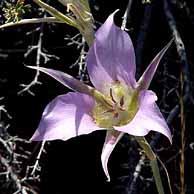 Wild Flowers in California