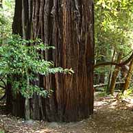 Redwoods in the Western United States