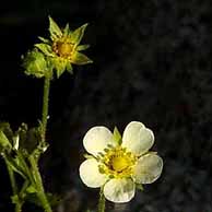 Wild Flowers in California