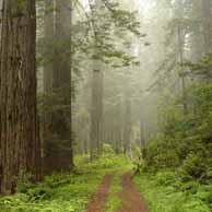 Redwoods in the Western United States