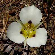 Wildflowers